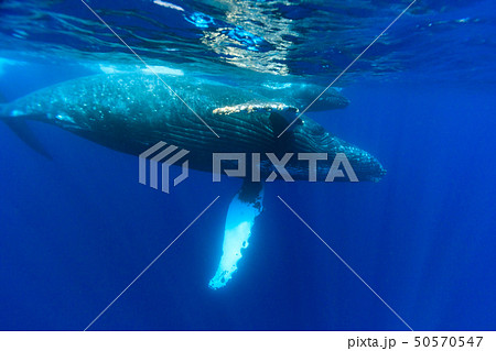青い海を泳ぐザトウクジラの親子 50570547