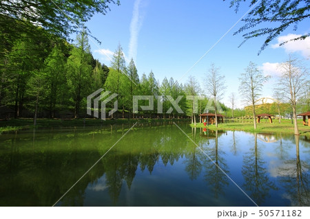 街路樹 木 メタセコイア 50571182