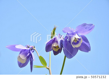 青空とオダマキの花の写真素材