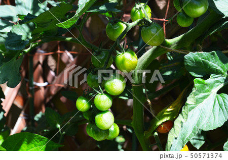 未熟な房なりトマト　まだ青いトマト 50571374
