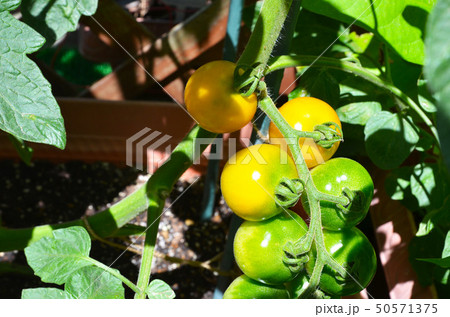 房なりミニトマト　イエローからグリーン　グラデーション 50571375