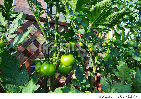 マンションのベランダ　未熟な房なりトマト　まだ青いトマト 50571377