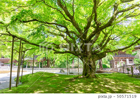 新緑の雷山千如寺大悲王院_福岡県糸島市雷山626 50571519