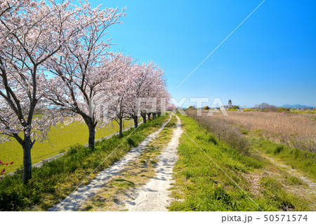春の風景　桜並木 50571574