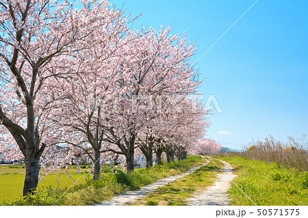 春の風景　桜並木 50571575