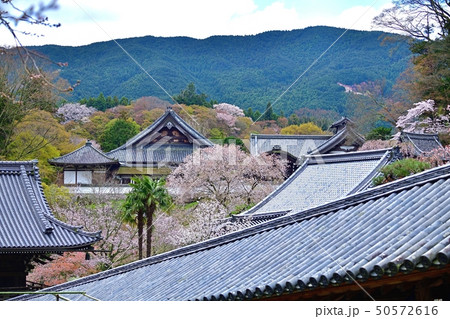 瓦屋根と満開の桜のコラボ  50572616