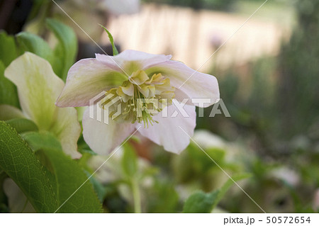 クリスマスローズ　セミダブル 50572654