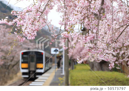 水郡線「枝垂桜咲く矢祭山駅」 50573797