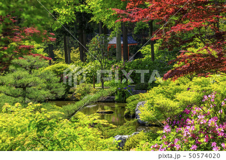 三室戸寺　ツツジ　新緑 50574020