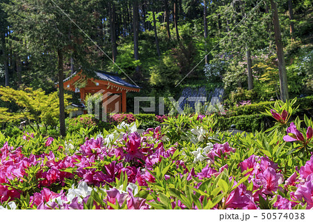 三室戸寺 ツツジ 新緑の写真素材