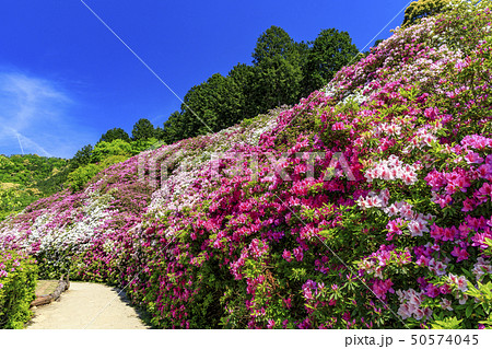 三室戸寺 ツツジ 新緑 三室戸寺 ツツジ 新緑 50574045