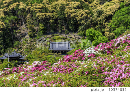 三室戸寺 ツツジ 新緑の写真素材