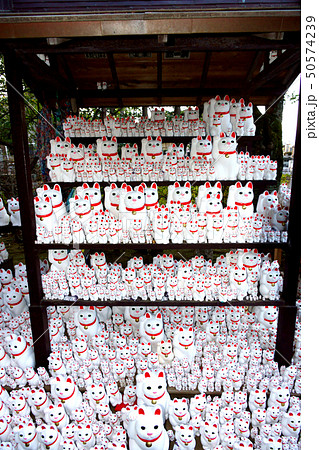 豪徳寺の招き猫 50574239