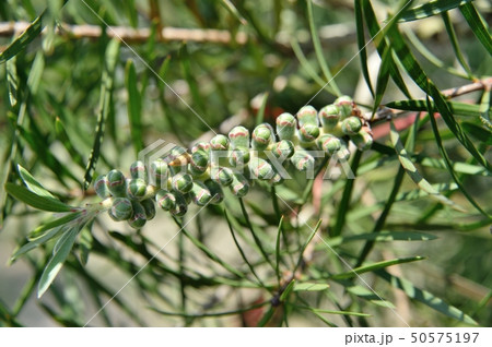 ブラシノキのつぼみ 50575197