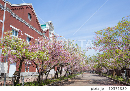 桜の通り抜けと造幣博物館 50575389