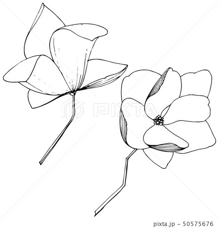 Vector Magnolia foral botanical flowers. Black and white engraved ink art. Isolated magnolia Vector Magnolia foral botanical flowers. Black and white engraved ink art. Isolated magnolia 50575676