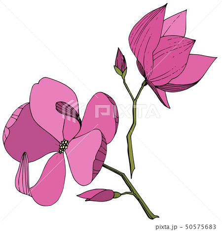 Vector Magnolia foral botanical flowers. Purple engraved ink art. Isolated magnolia illustration Vector Magnolia foral botanical flowers. Purple engraved ink art. Isolated magnolia illustration 50575683