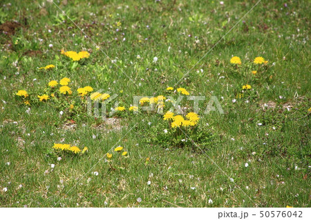 タンポポの花 タンポポの花 50576042