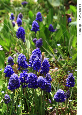 ムスカリの花 ムスカリの花 50576044
