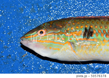 雄のキュウセン 雄のキュウセン 50576378