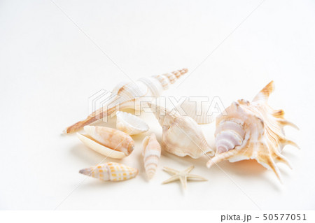 貝殻 貝殻 50577051