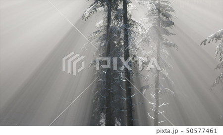 Misty Fog in Pine Forest on Mountain Slopes Misty Fog in Pine Forest on Mountain Slopes 50577461