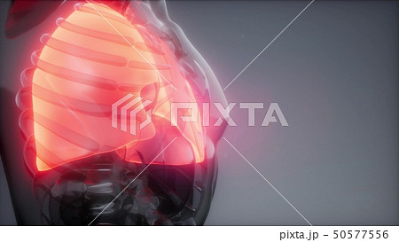 Human Lungs Radiology Exam Human Lungs Radiology Exam 50577556