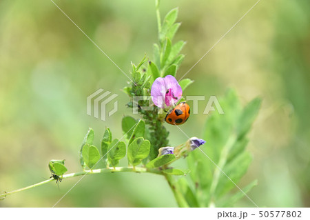ナナホシテントウムシ 50577802