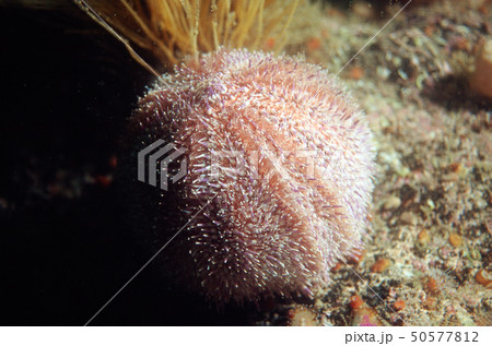 shore sea urchin 50577812