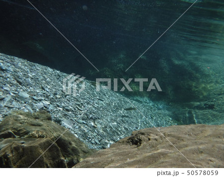 仁淀ブルー　水中写真　魚 50578059