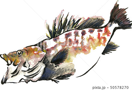 九絵 九絵 50578270