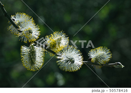 Willow branches with buds in spring day 50578416