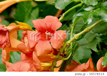 三鷹中原に咲くオレンジのノウゼンカズラ 50578514