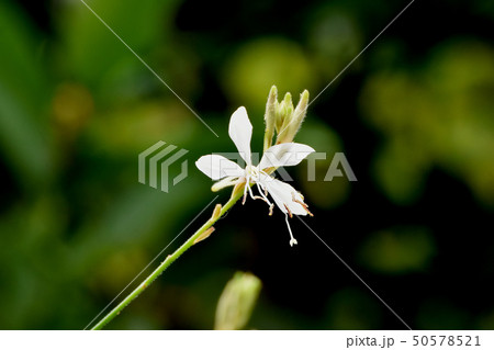 三鷹中原に咲く白いガウラ（ハクチョウソウ） 50578521