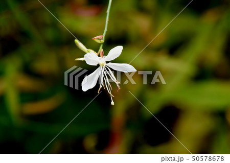 三鷹中原に咲く白いガウラ（ハクチョウソウ） 50578678