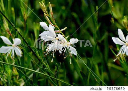 三鷹中原に咲く白いガウラ（ハクチョウソウ） 50578679