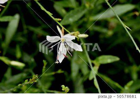 三鷹中原に咲く白いガウラ（ハクチョウソウ） 50578681