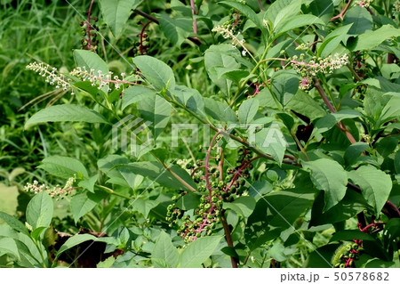 三鷹中原になる未完熟のヨウシュヤマゴボウの実と白い花 三鷹中原になる未完熟のヨウシュヤマゴボウの実と白い花 50578682