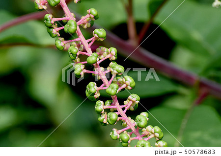 三鷹中原になる未完熟のヨウシュヤマゴボウの実 50578683