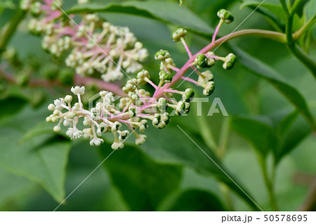 三鷹中原になる未完熟のヨウシュヤマゴボウの実と白い花 三鷹中原になる未完熟のヨウシュヤマゴボウの実と白い花 50578695