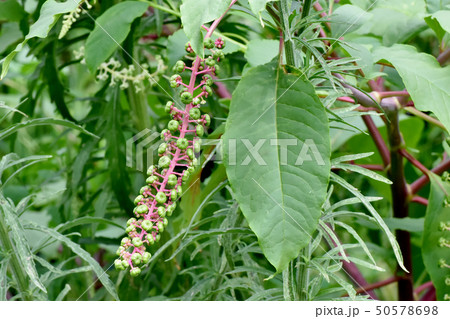 三鷹中原になる未完熟のヨウシュヤマゴボウの実 50578698