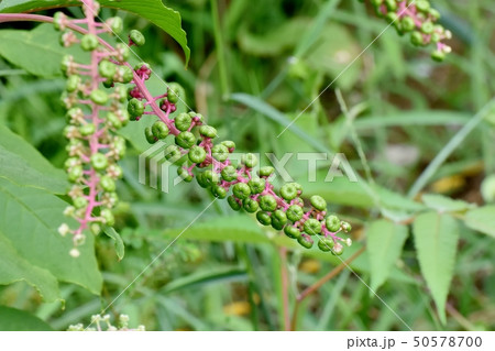 三鷹中原になる未完熟のヨウシュヤマゴボウの実 50578700
