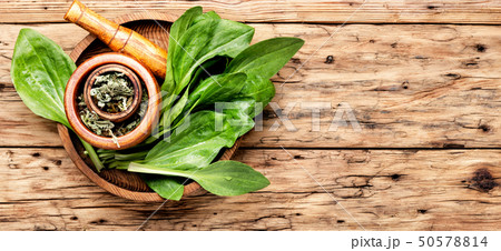 Plantain-valuable medicinal plants 50578814