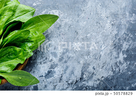 Plantain-valuable medicinal plants 50578829