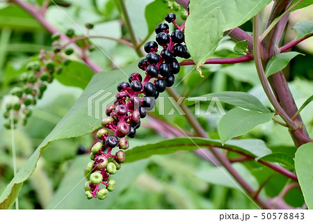 三鷹中原で黒く色づくヨウシュヤマゴボウの実 三鷹中原で黒く色づくヨウシュヤマゴボウの実 50578843