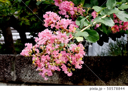 三鷹中原に咲くピンクのサルスベリの花 50578844