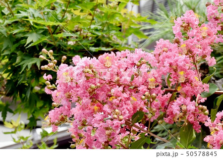 三鷹中原に咲くピンクのサルスベリの花 50578845