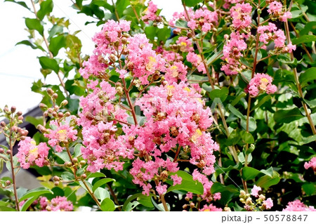 三鷹中原に咲くピンクのサルスベリの花 50578847