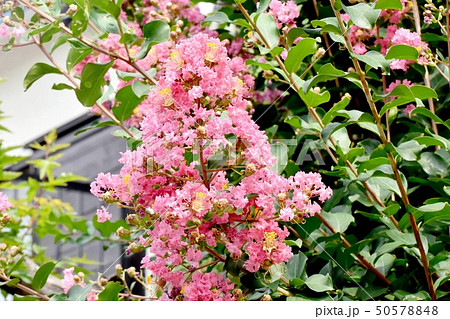 三鷹中原に咲くピンクのサルスベリの花 50578848
