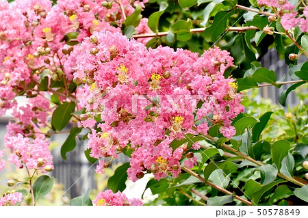 三鷹中原に咲くピンクのサルスベリの花 50578849